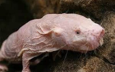 Naked Mole Rat