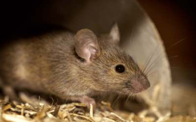 Mouse Invasion: Understanding Common Entry Points in Your Home