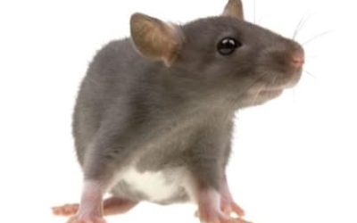 How Do Fall/Winter Pests Affect Your Home?