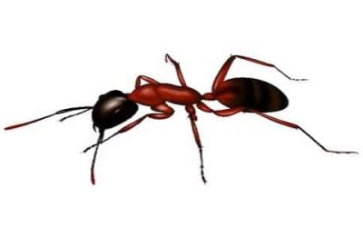 Working with Pest Control Professionals: When to Seek Expert Help for Ant Control