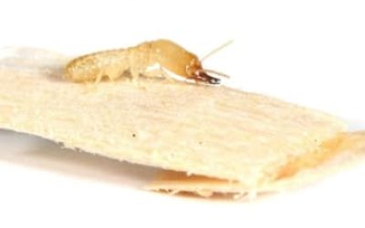 What Damage Can Termites Cause?