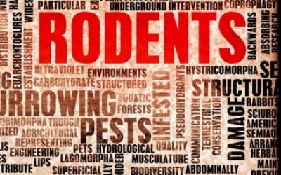 Fall Rodent Prevention Tips Virginia Beach Homes