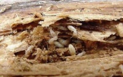 Preventing Termites In Your Home